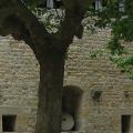 Дерево на фоне стены в порадном дворе замка